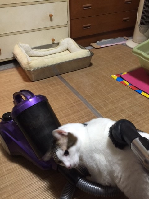 猫2