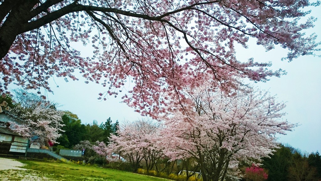 sakura