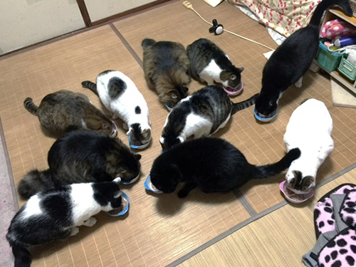 猫の手7