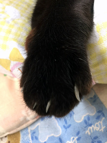 猫の手4